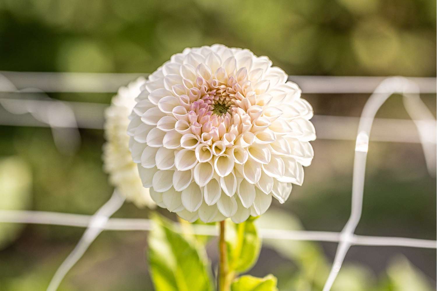 Dahlie 'Pink Pearl'